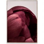 Plakat PEONIA 01 50x70