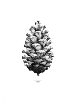 Plakat NATURE 1:1 Pine Cone bl/wh---